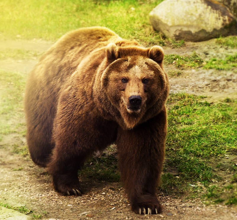 Changing Climate Impacts Bears and Bear Safety Practices