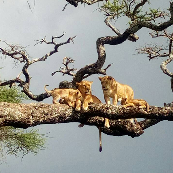 Lake Manyara National Park