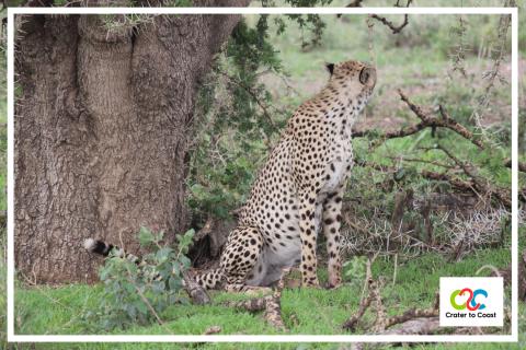 The Serengeti Plains