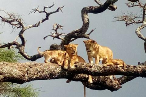 Lake Manyara National Park