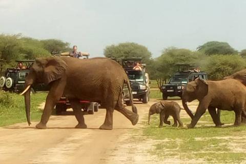 Tarangire National Park