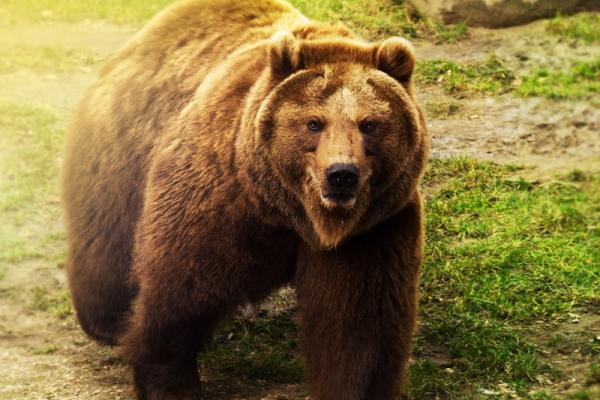 Changing Climate Impacts Bears and Bear Safety Practices