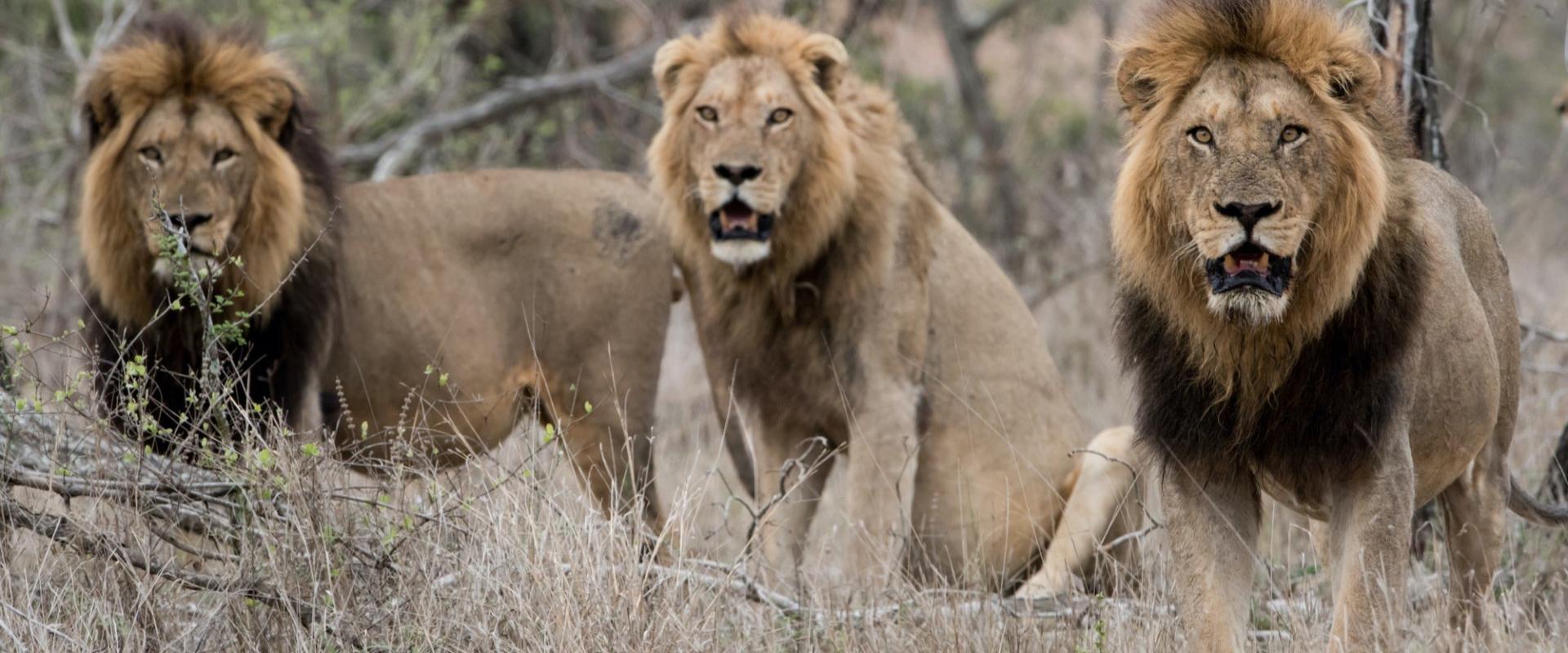 Unforgettable wildlife encounters await